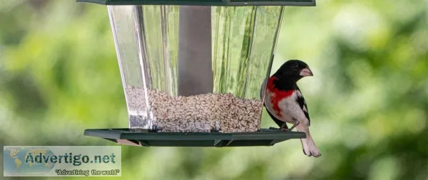 Birds food supplier in india & maple pets international pvt ltd
