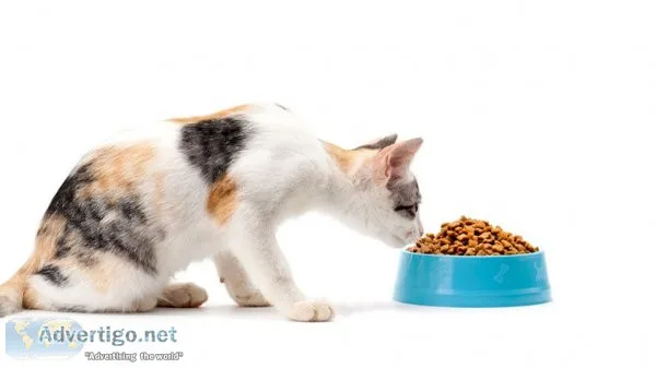 Best cats food food provider & maple pets international pvt ltd