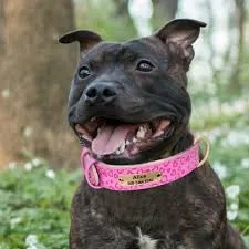 Paw lane offers best dog harness in australia