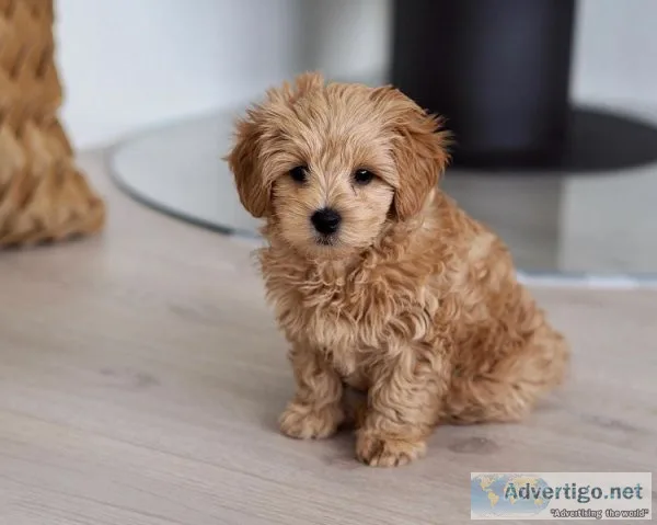 Maltipoo puppies for adoption