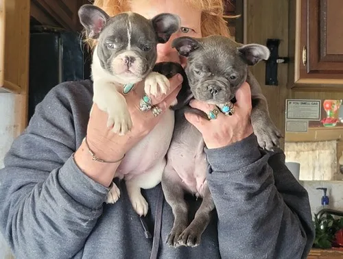 French bulldog available for sale