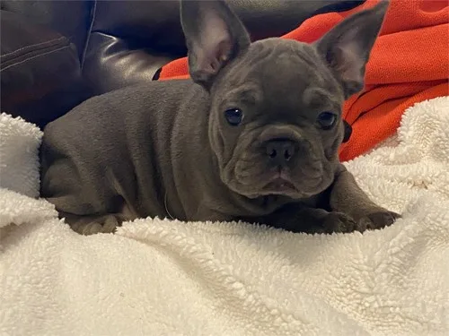 French bulldog available