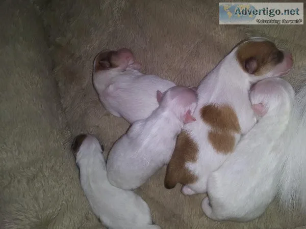 Pomchi puppies