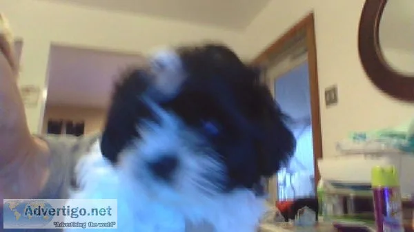 Shih tzu