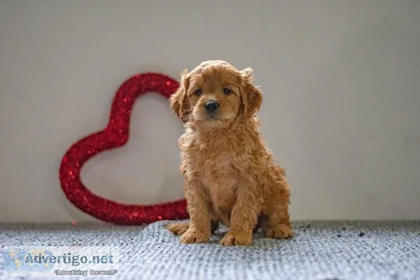 Hayley Mini Goldendoodle