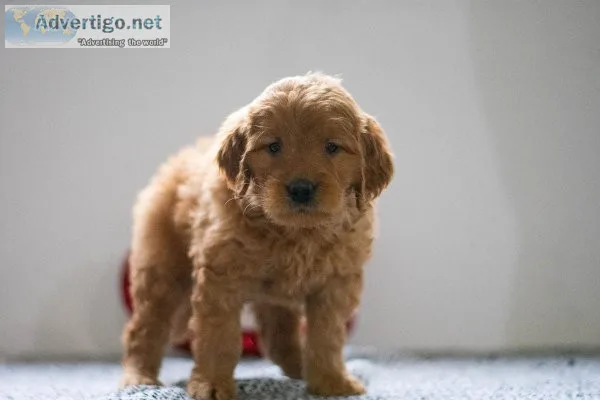 Chester Mini Goldendoodle