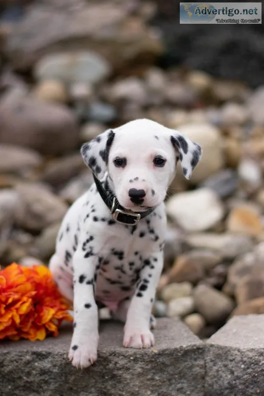Chance Dalmatian