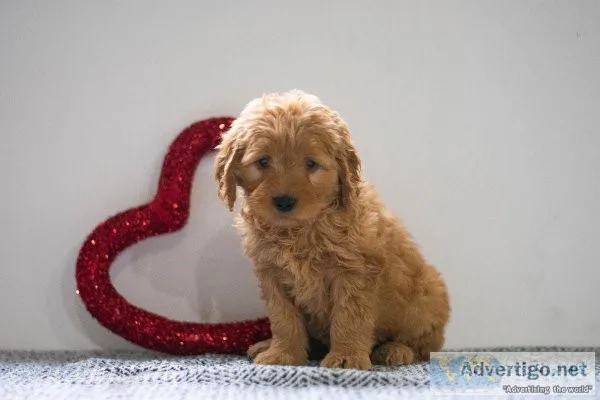 Kate Mini Goldendoodle