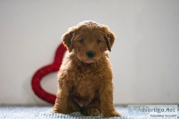 Ruby Mini Goldendoodle