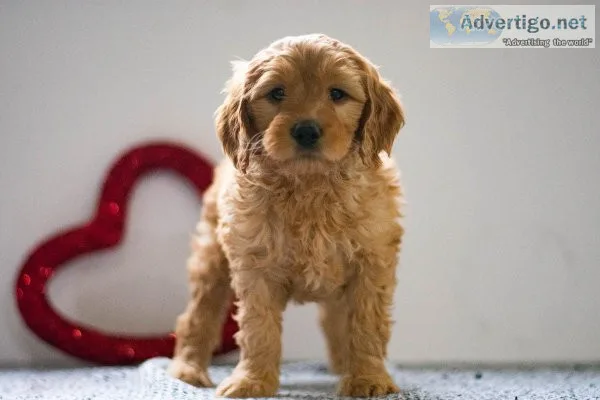 Bella Mini Goldendoodle