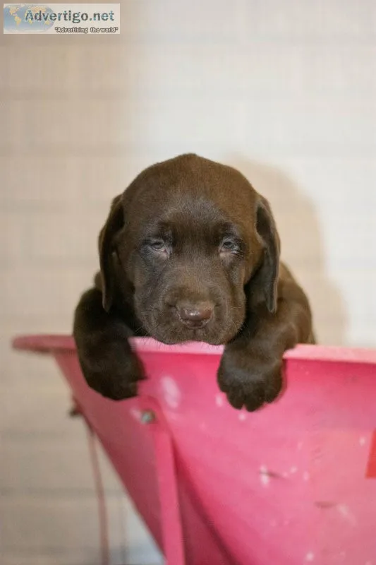 Mack - Labrador Retriever