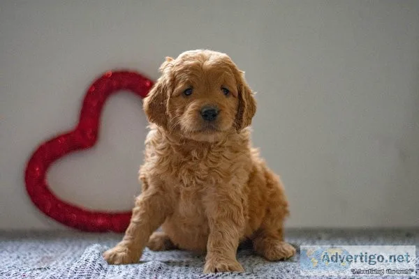 Riley Mini Goldendoodle