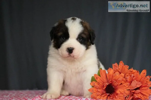 Chip - Saint Bernard