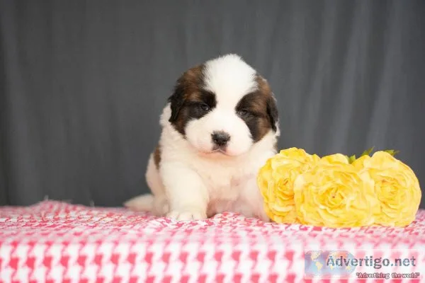 Daisy - Saint Bernard