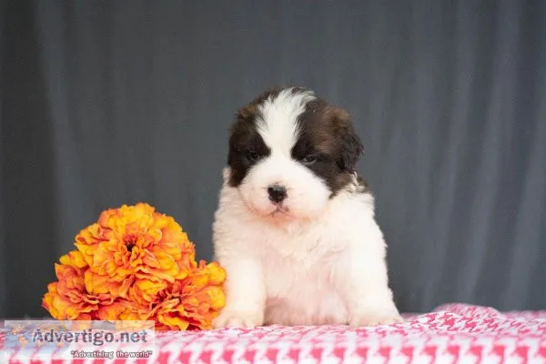 Jerry - Saint Bernard