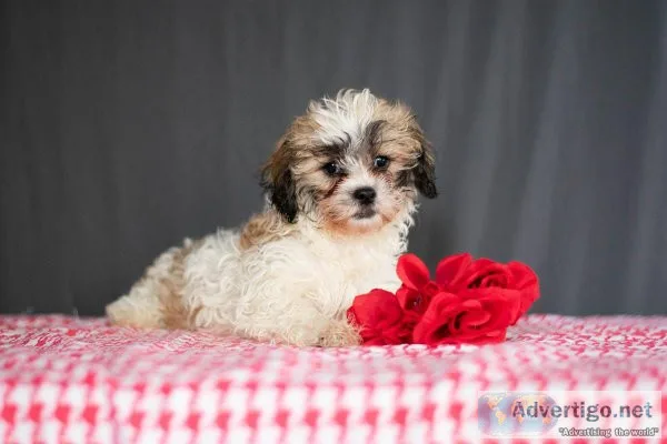 Dusty - Shihpoo