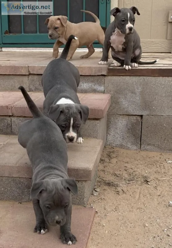 UKC Registered razor edge gotti blue nose pitbull puppies