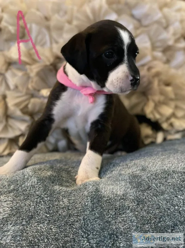 Brittany Spaniel  Formosan Mountian Dog Puppies