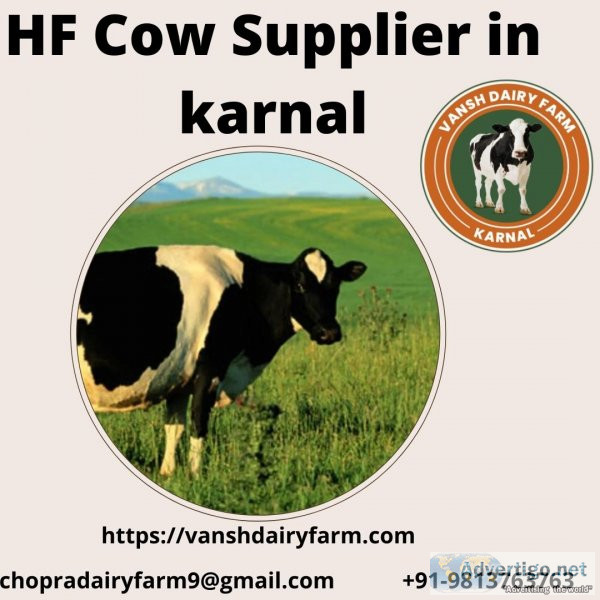 Hf cow supplier in karnal | vansh dairy farm