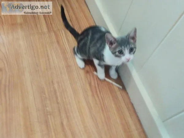 Free female kitten
