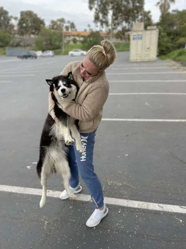 HUSKY ON ADOPTION TO NEW LOVING HOME