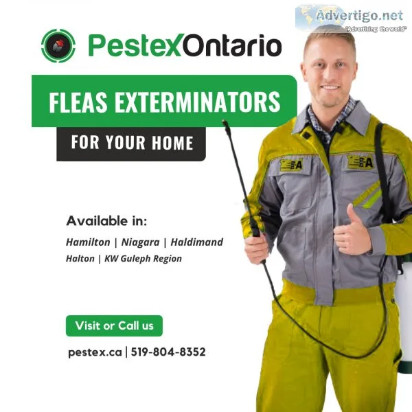 Flea Exterminator in Niagara