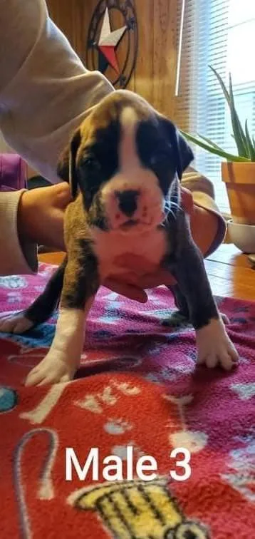 Boxer puppies