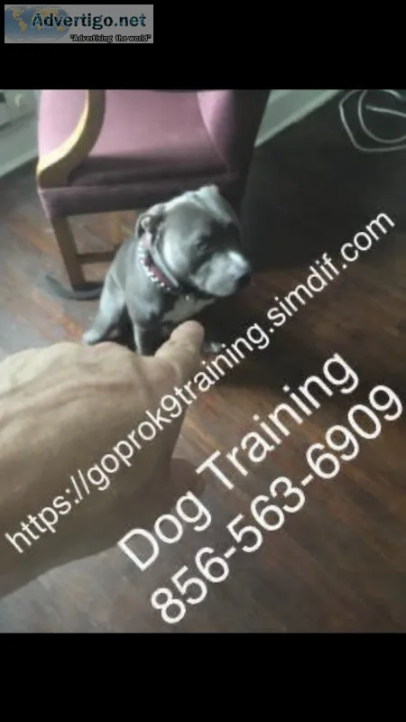 Board obedience program dog