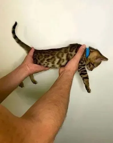 Bengal Kittens Supper cool (TICAChipped)
