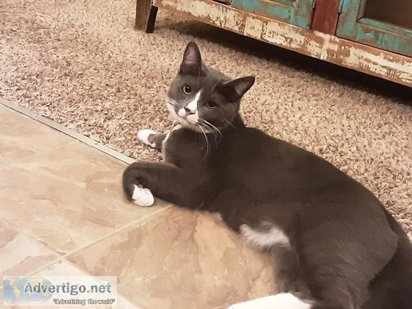 Cat to good home