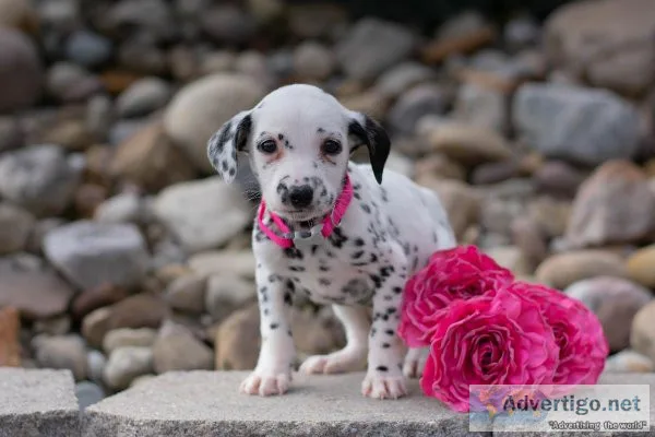 Lola Dalmatian