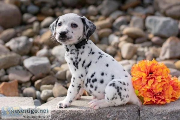 Spotty Dalmatian