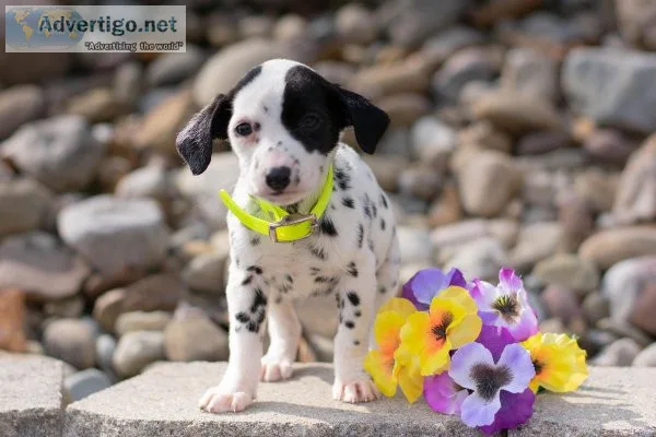 Star Dalmatian