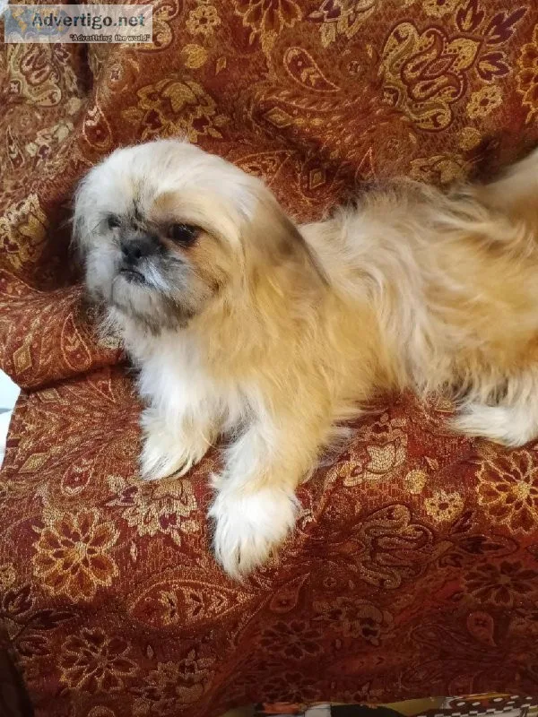 Six Month Old Shih Tzu