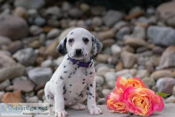 Sasha Dalmatian