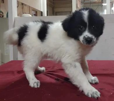 Australian Shepherd Puppis