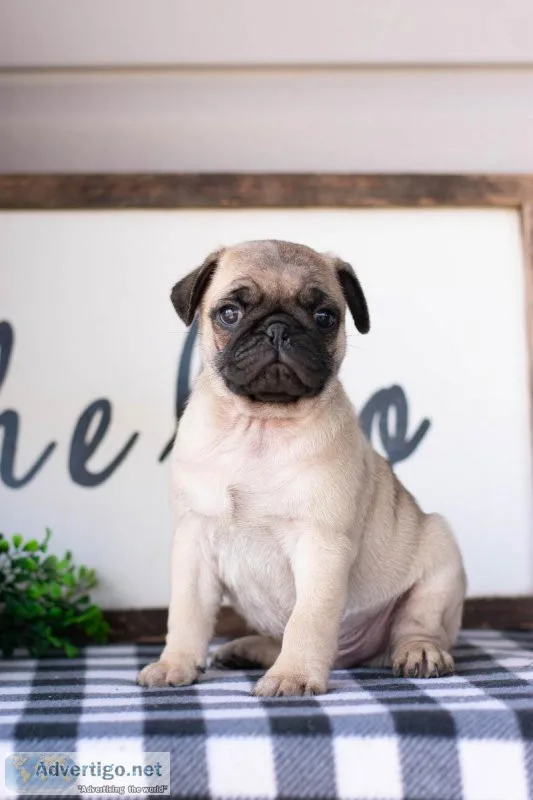 Luke Pug