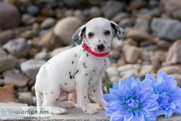 Marshall Dalmatian