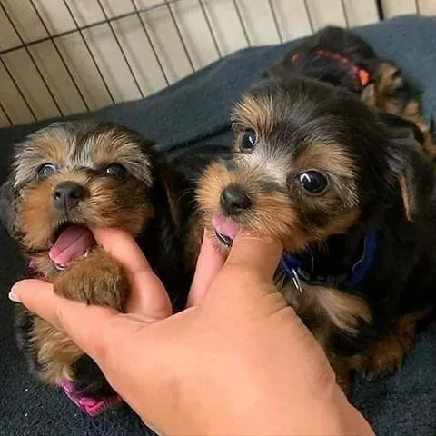 I am giving out Two Puppies