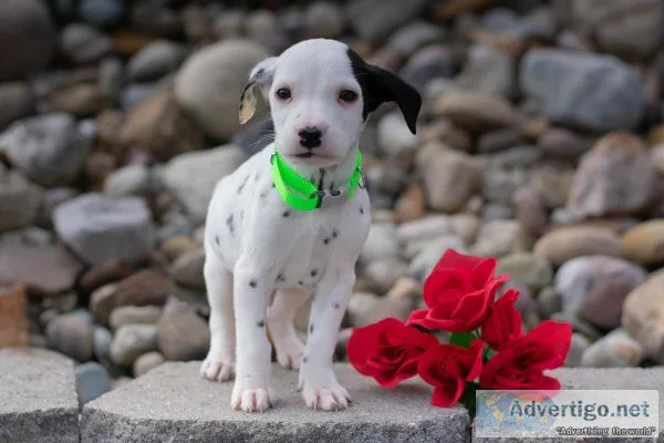 Shadow Dalmatian