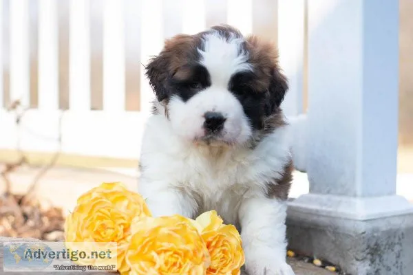 Peggy Saint Bernard