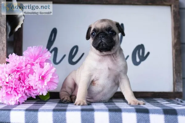Lilly Pug