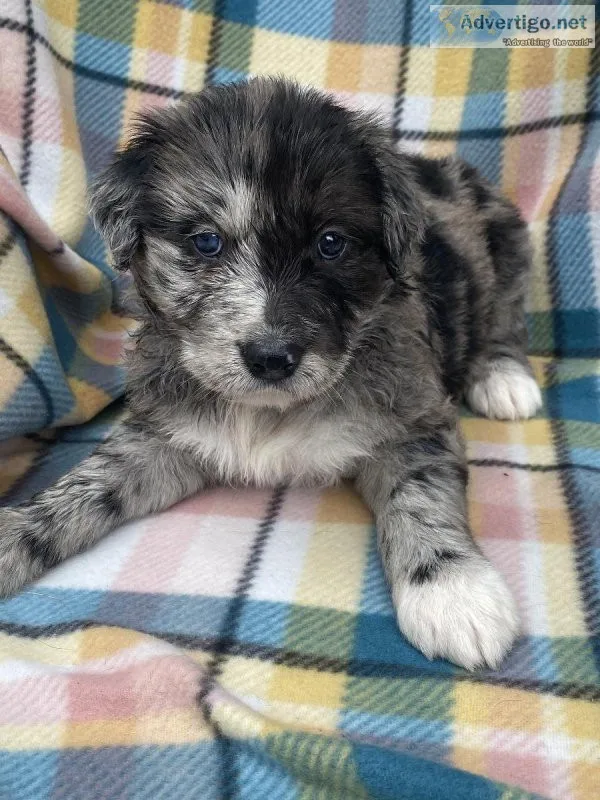 Large Schnaussie Puppies