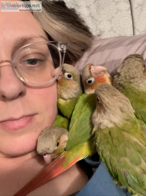 Green cheek conure