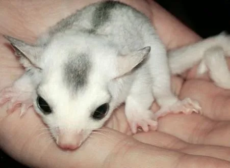 sugar glider for sale