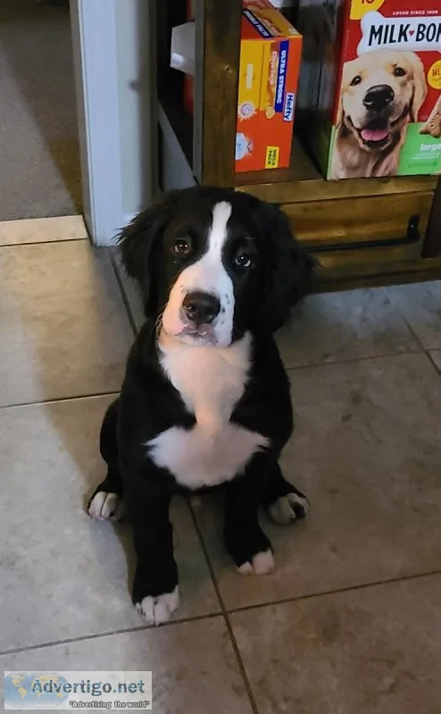 Bernedoodle boys