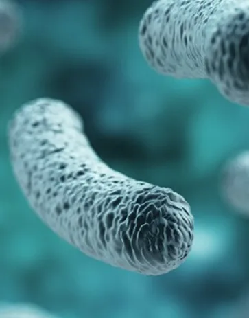 Bacterial flora for good bacteria in stomach - enterogermina