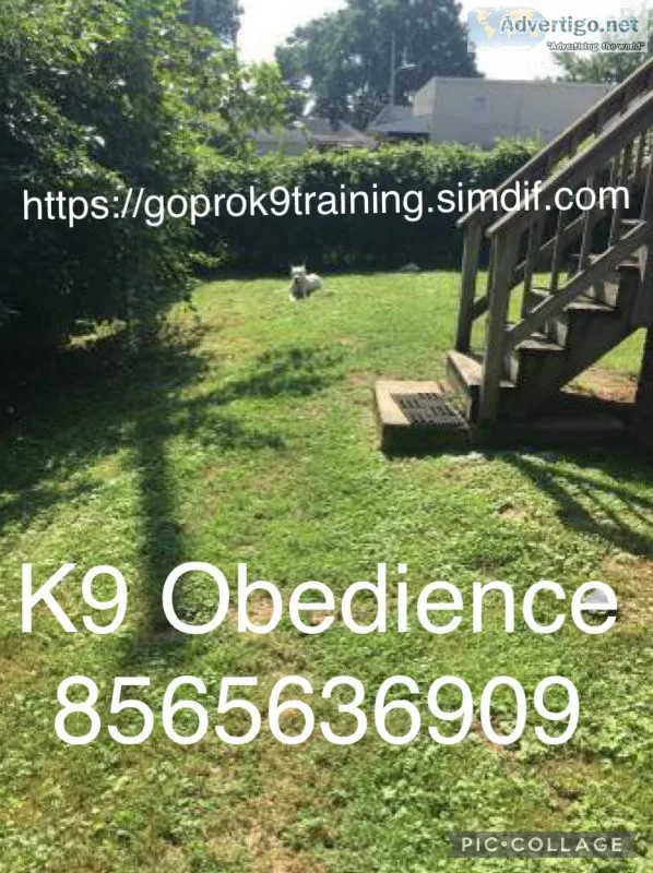 Dog training pro Obedience