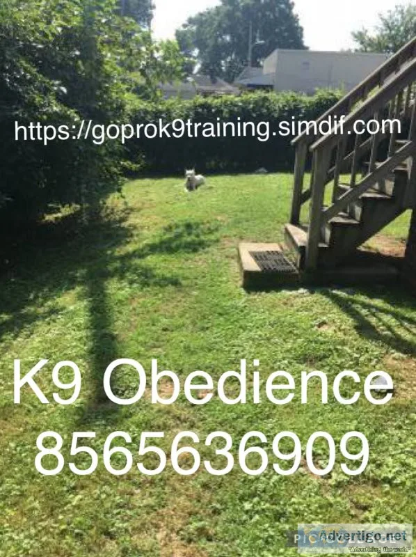 Go potty outside obedience