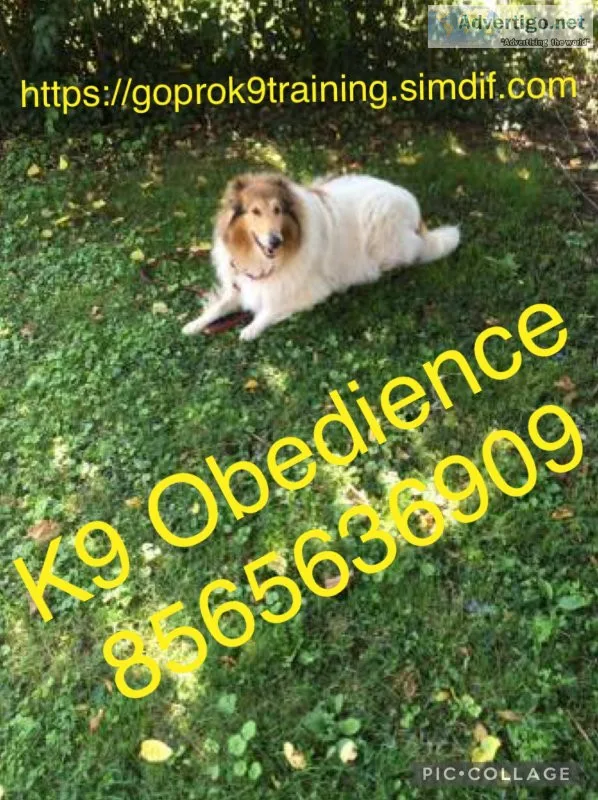 Controlling Ur dogs Obedience 